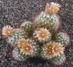 Escobaria emskoetteriana