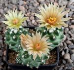 Escobaria missouriensis inermis