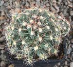 Escobaria vivipara