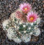 Escobaria vivipara sneedii