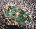 Ferocactus latispinus