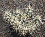 Grusonia clavata