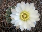 Gymnocalycium