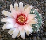 Gymnocalycium