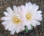 Gymnocalycium achirasense orientale LB332