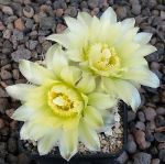 Gymnocalycium Attersee Hybr