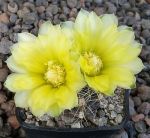 Gymnocalycium Attersee Hybr