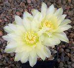 Gymnocalycium Attersee Hybr
