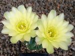 Gymnocalycium Attersee Hybr