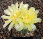 Gymnocalycium Attersee Hybr