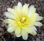 Gymnocalycium Attersee Hybr