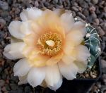 Gymnocalycium Attersee Hybr