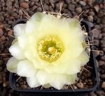 Gymnocalycium Attersee Hybr