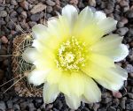 Gymnocalycium Attersee Hybr