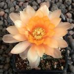 Gymnocalycium Attersee Hybr