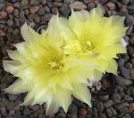 Gymnocalycium Attersee Hybr