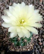 Gymnocalycium Attersee Hybr