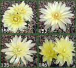 Gymnocalycium Attersee Hybr