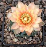 Gymnocalycium Attersee Hybr