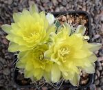 Gymnocalycium Attersee Hybr