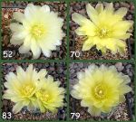 Gymnocalycium Attersee Hybr