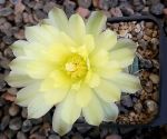 Gymnocalycium Attersee Hybr