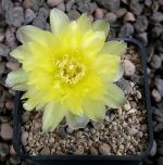 Gymnocalycium Attersee Hybr