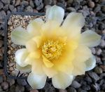 Gymnocalycium Attersee Hybr