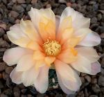 Gymnocalycium Attersee Hybr