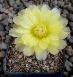 Gymnocalycium Attersee Hybr