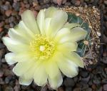 Gymnocalycium Attersee Hybr
