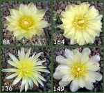 Gymnocalycium Attersee Hybr
