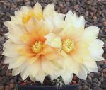Gymnocalycium Attersee Hybr.
