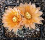 Gymnocalycium Attersee Hybr.