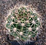 Gymnocalycium bicolor P116