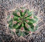 Gymnocalycium bicolor P116