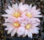 Gymnocalycium bruchii brigittae P214