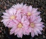 Gymnocalycium bruchii niveum OF 25-80