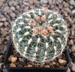 Gymnocalycium bruchii niveum OF25-80