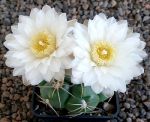 Gymnocalycium denudatum