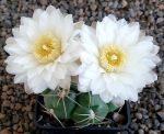Gymnocalycium denudatum