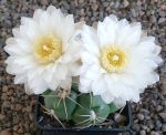 Gymnocalycium denudatum