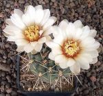 Gymnocalycium gibbosum