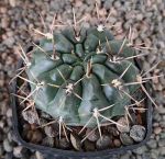Gymnocalycium gibbosum Rio Chubut
