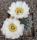 Gymnocalycium gibbosum Rio Chubut SAR513