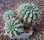 Gymnocalycium