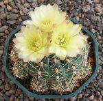 Gymnocalycium leeanum