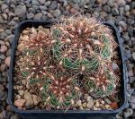 Gymnocalycium mesopotamicum P241