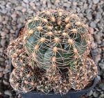 Gymnocalycium mesopotamicum P241