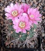 Gymnocalycium neuhuberi